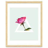 Rose thumbnail