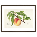 Royal Charles Steadman – Peach Twig (Prunus persica) (1918) thumbnail