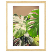 Monstera Mix