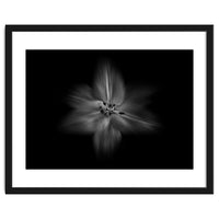 Backyard Flowers In Black And White No 28 Flow Version