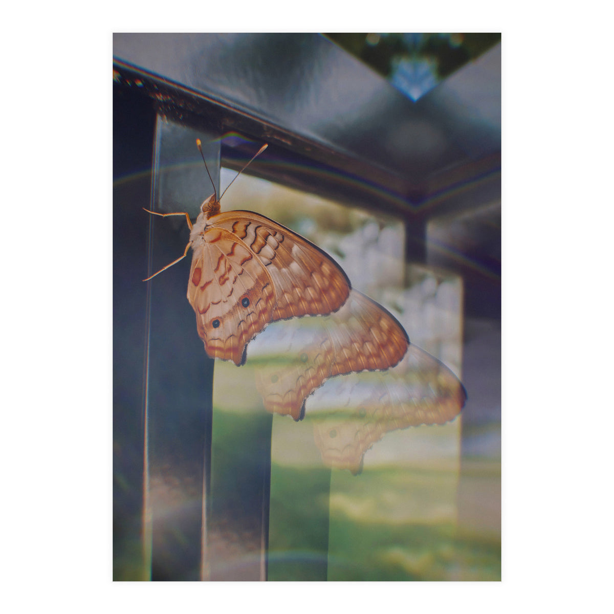 Evolving (Print Only)