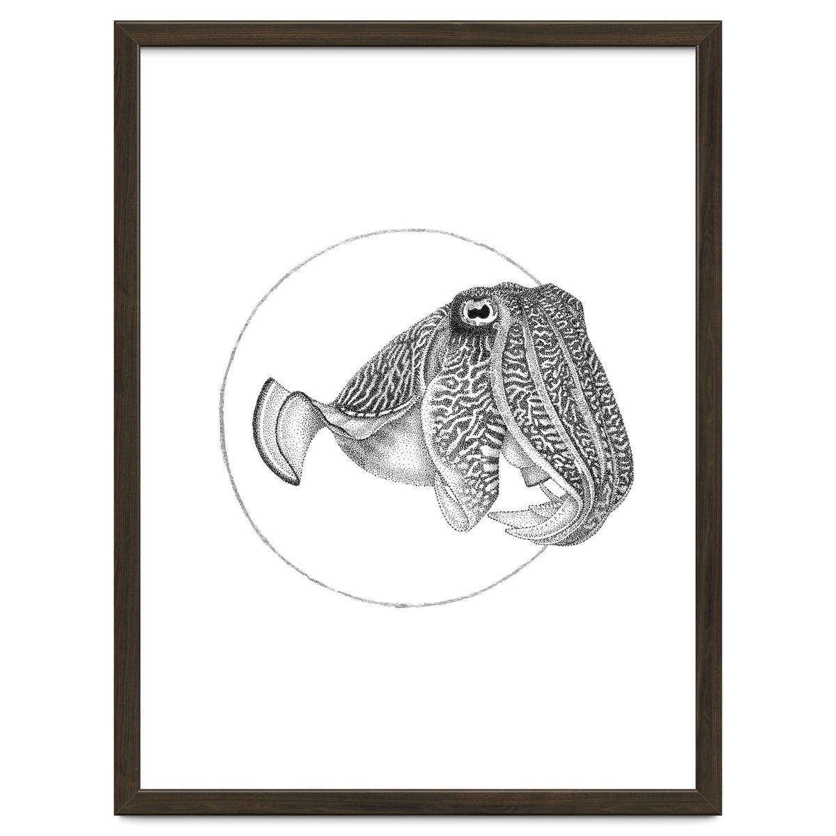 The Fascinating Cuttlefish