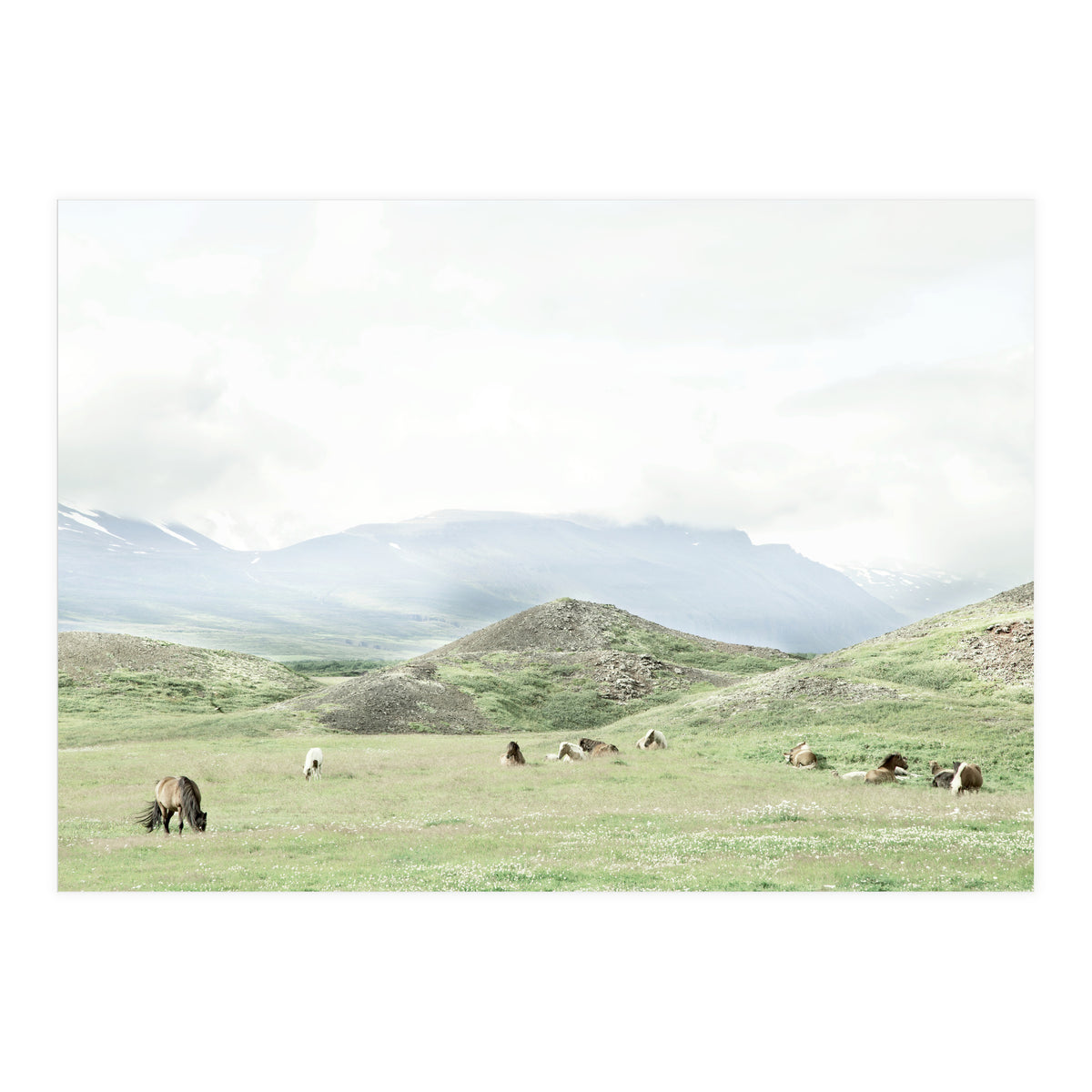 Relaxing horses on a sunny day calm field - Iceland (Print Only)
