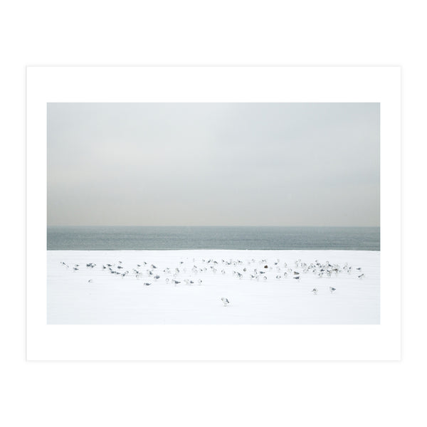 Seagulls in the winter snow beach (Print Only)