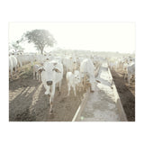 LIVING TOGETHER - WHITE COWS FAMILY (Print Only) thumbnail