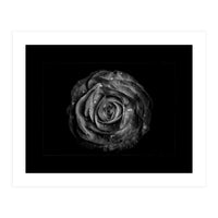 Backyard Flowers In Black And White No 72 with Border (Print Only)