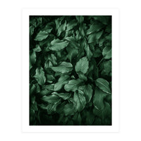 New Foliage Green Ii (Print Only)