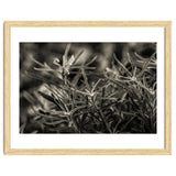 Rosemary Plant thumbnail