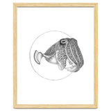 The Fascinating Cuttlefish thumbnail