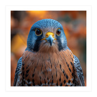 Close Up Of A Kestrel Bird Of Prey Portrait (Print Only)