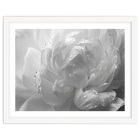 Ethereal Monochromatic Peony Petal Macro
