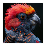 Black Palm Cockatoo Bird Close Up  (Print Only) thumbnail