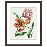 John Edwards – Various Tulips (1791) thumbnail
