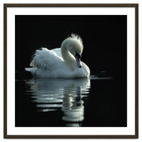 White Swan Gracefully Swimming In Dark Water thumbnail
