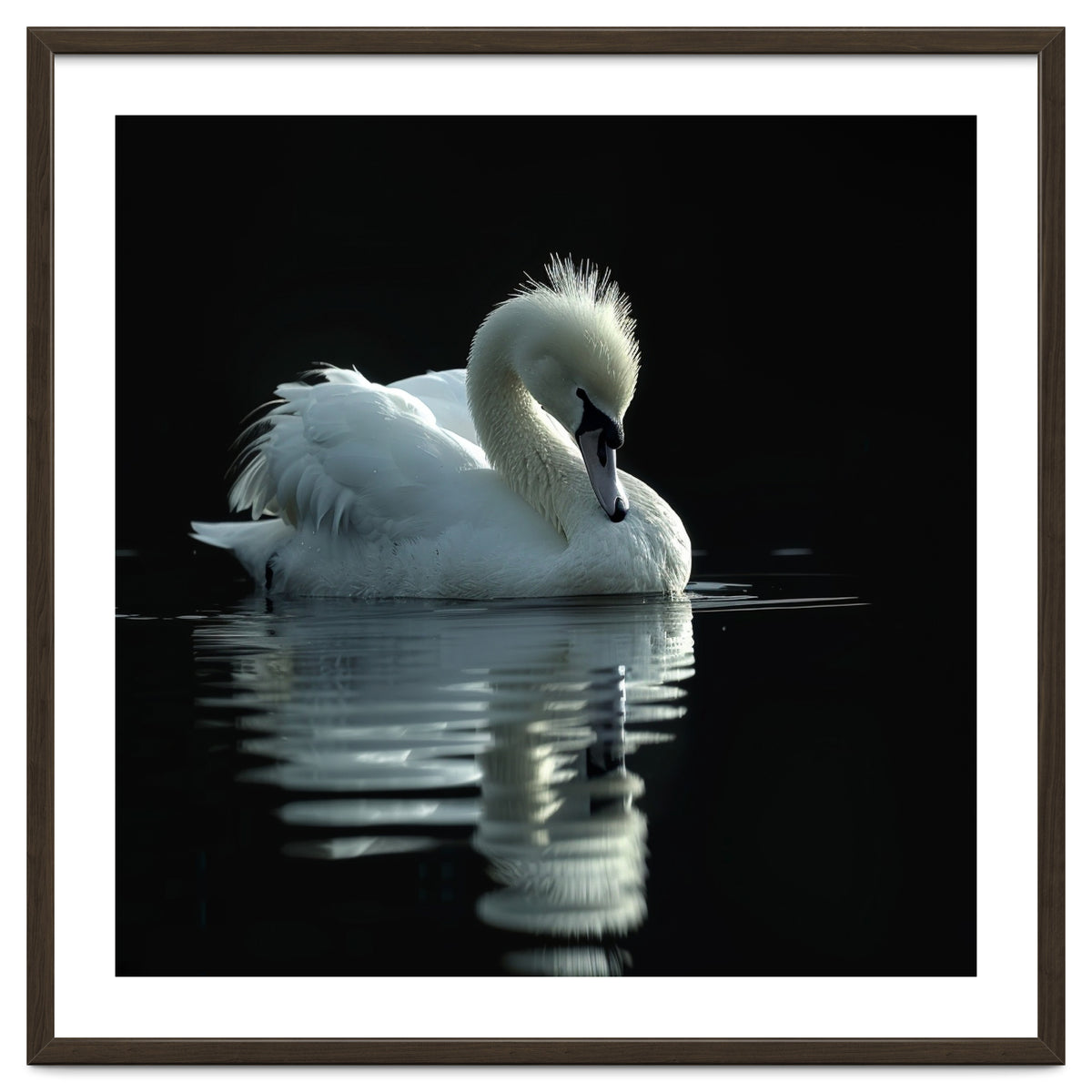 White Swan Gracefully Swimming In Dark Water