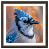 Blue Jay Bird Close Up Detailed Portrait thumbnail