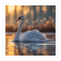 Majestic Swan Gliding On Water At Sunset (Print Only)