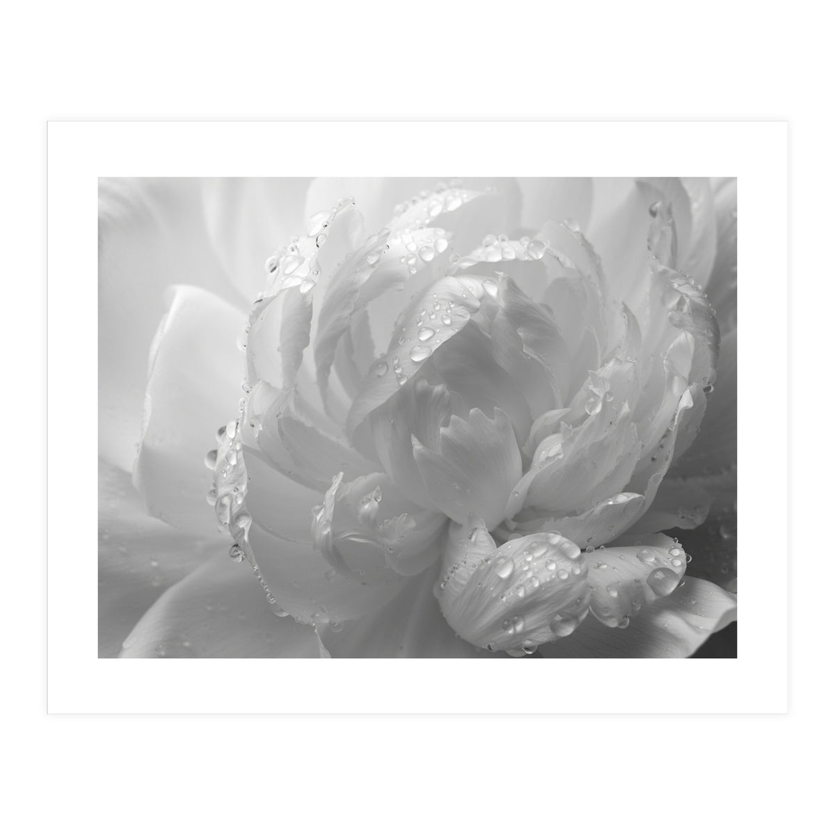 Ethereal Monochromatic Peony Petal Macro (Print Only)