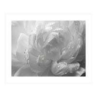Ethereal Monochromatic Peony Petal Macro (Print Only)