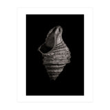 Shells No 2 (Print Only) thumbnail