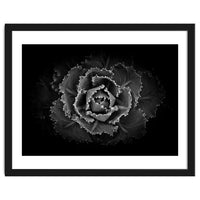 Backyard Flowers In Black And White No 101