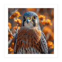 Close Up Of A Kestrel Bird Of Prey (Print Only)