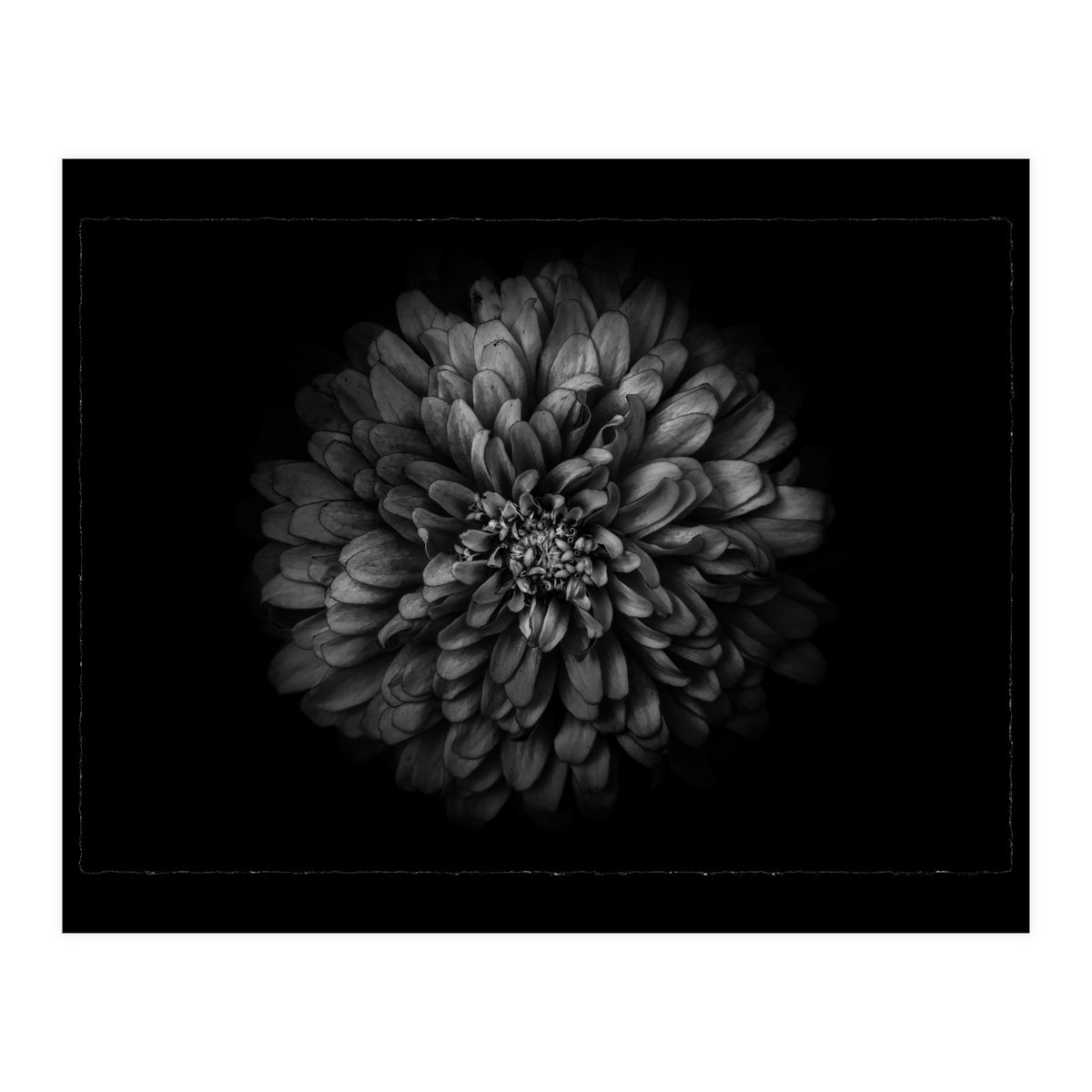 Backyard Flowers In Black And White No 68 with Border (Print Only)