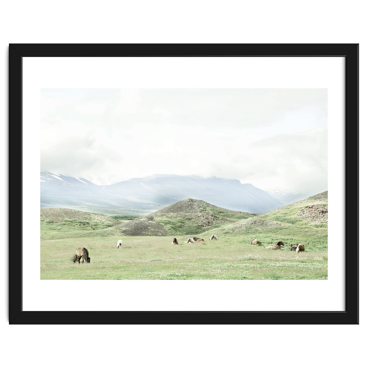 Relaxing horses on a sunny day calm field - Iceland
