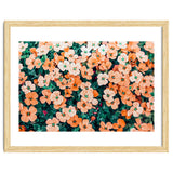 Floral Bliss, Nature Photography Garden Meadow, Blush Orange Coral Summer Flowers Botanical thumbnail
