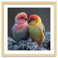 Pair Of Lovebirds Sitting On Rocks