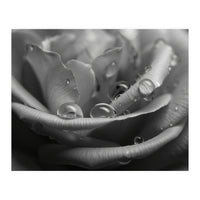 Ethereal Monochromatic Rose Petal Macro (Print Only)