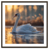 Majestic Swan Gliding On Water At Sunset thumbnail