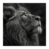 Majestic Lion Face Closeup Golden Eyes Black (Print Only) thumbnail