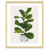 Fiddle Leaf Fig Tree Plant thumbnail