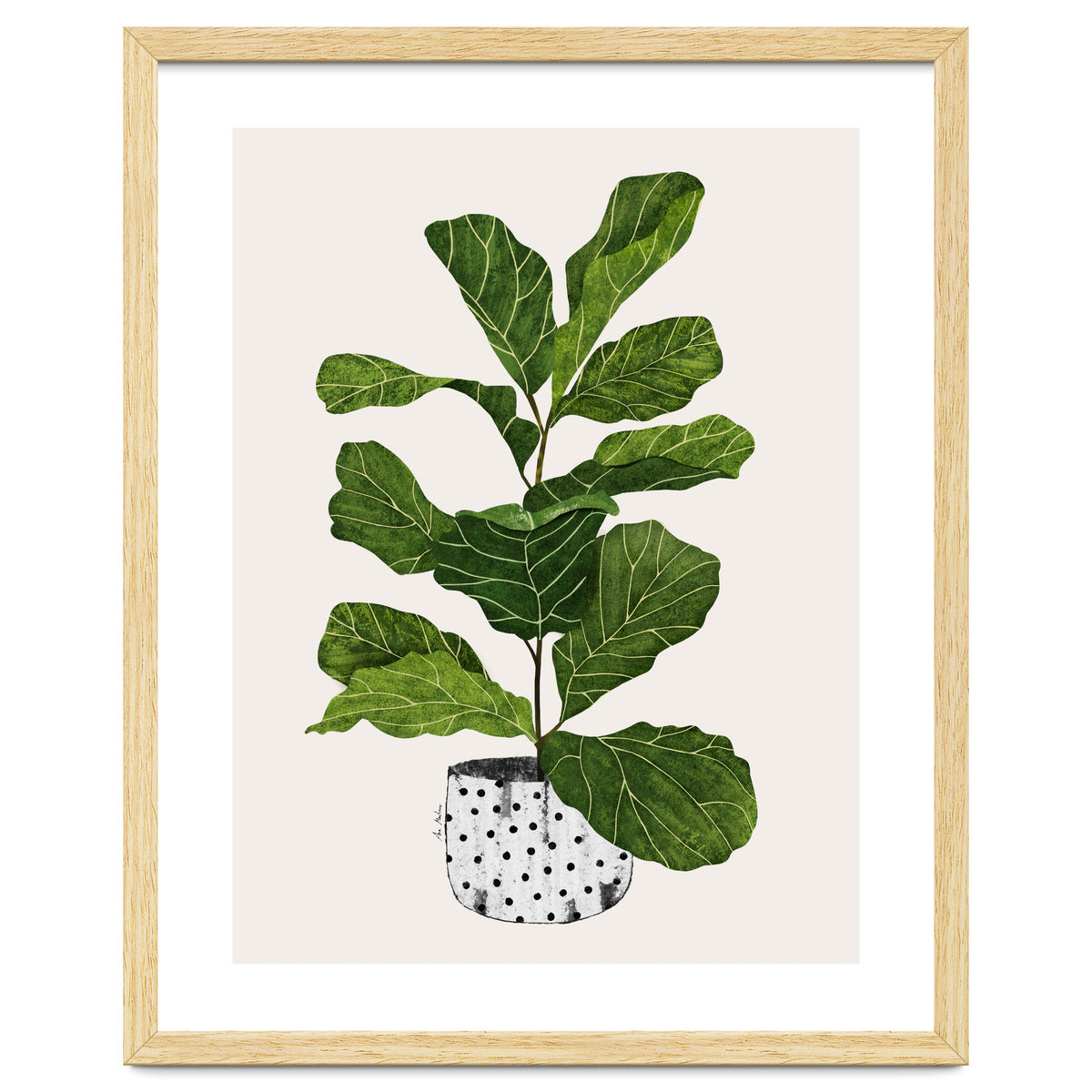 Fiddle Leaf Fig Tree Plant