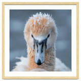 Majestic Swan Covered In Frost And Snow thumbnail