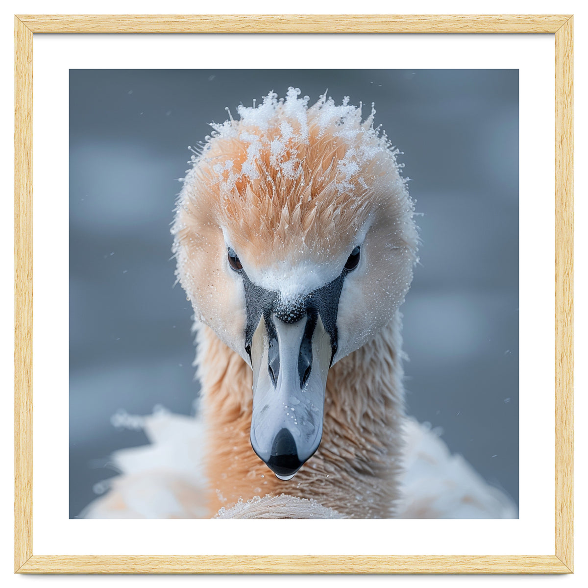 Majestic Swan Covered In Frost And Snow