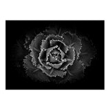 Backyard Flowers In Black And White No 101 (Print Only) thumbnail