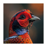 Close Up Pheasant Bird  (Print Only) thumbnail