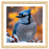 Blue Jay Bird In Winter Snowfall And Leaves thumbnail