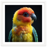 Vibrant Sun Conure Parrot Close Up Portrait