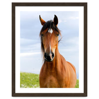 Brown Horse