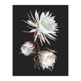 Queen Of The Night (Print Only) thumbnail