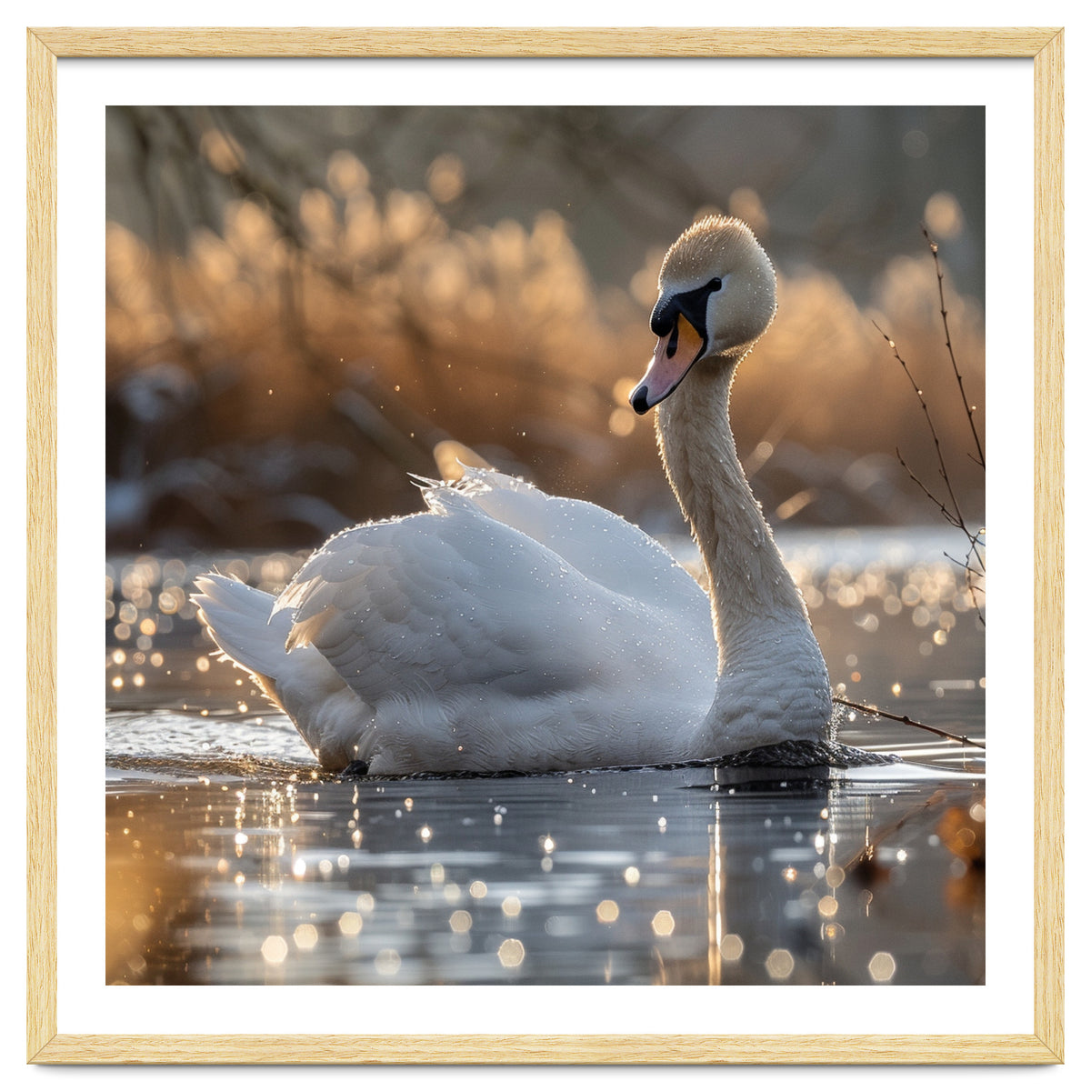 Majestic Swan On Calm Water During Sunset Nature Scene