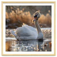 Majestic Swan On Calm Water During Sunset Nature Scene