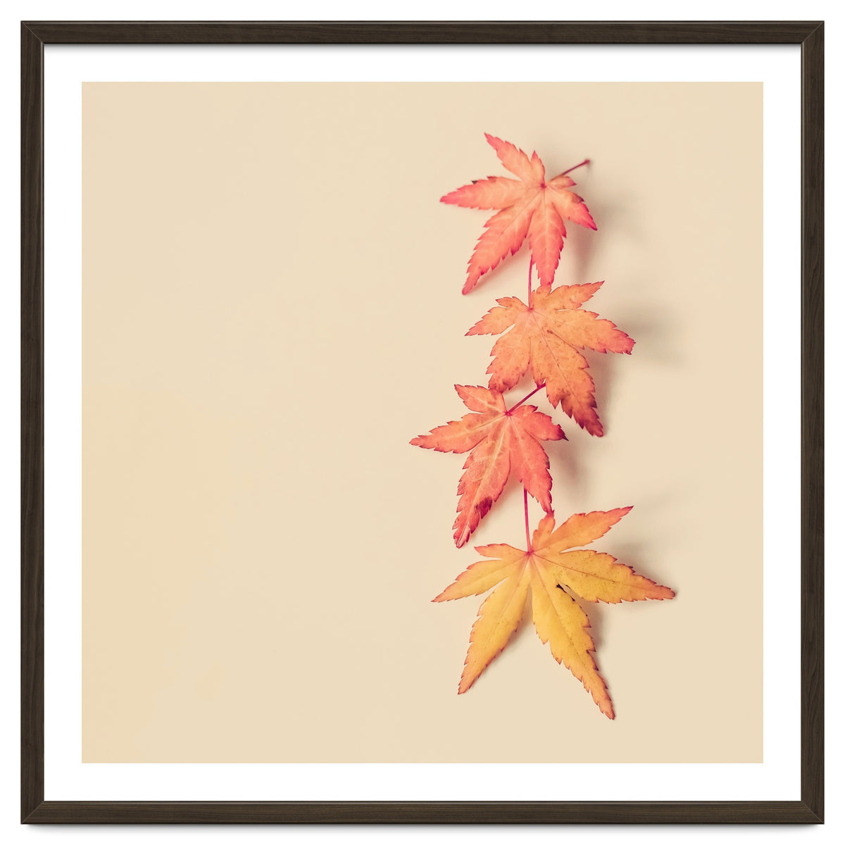 Maple In Pastel