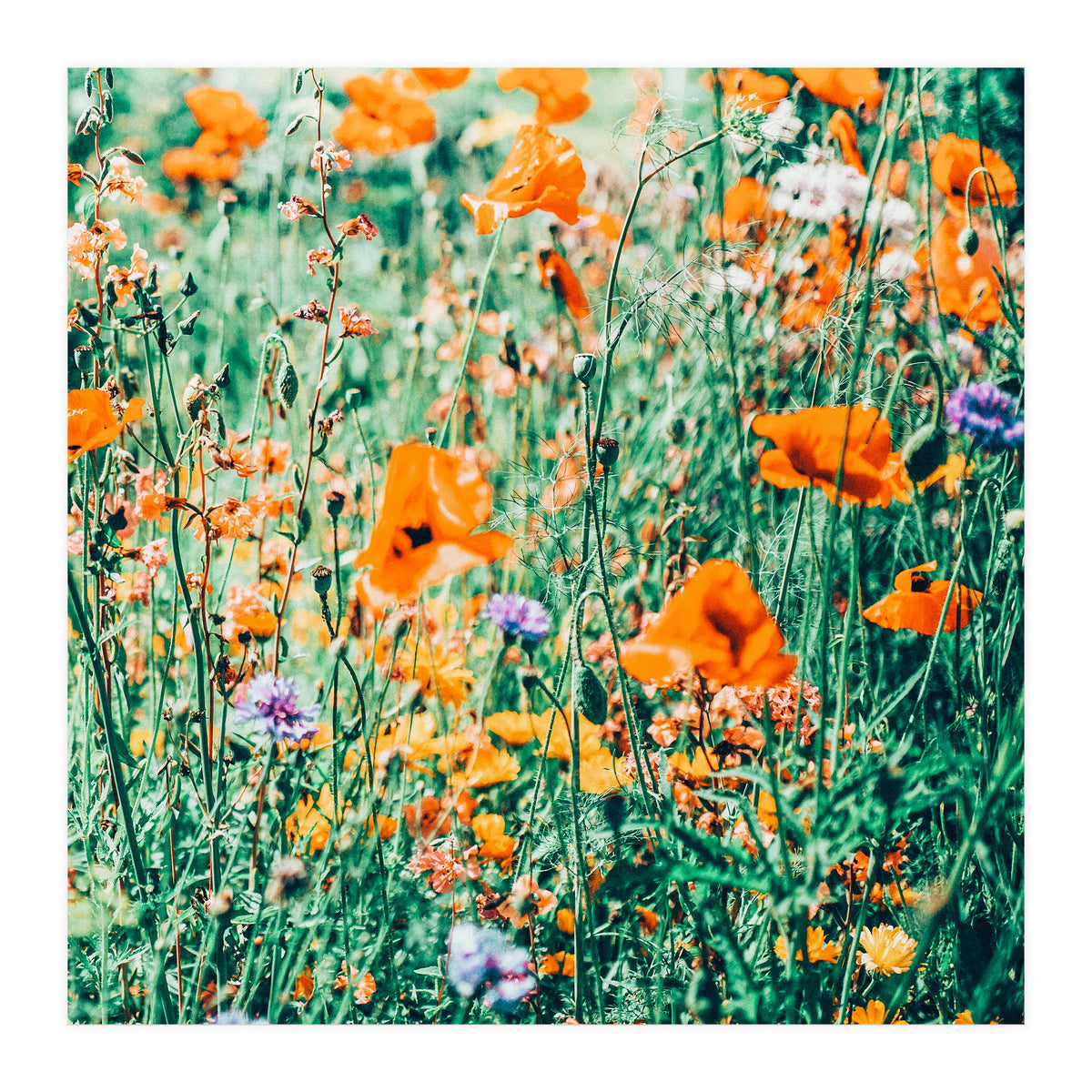 Eva | Nature Floral Meadow Garden | Photography Botanical Spring Bohemian Flowers (Print Only)