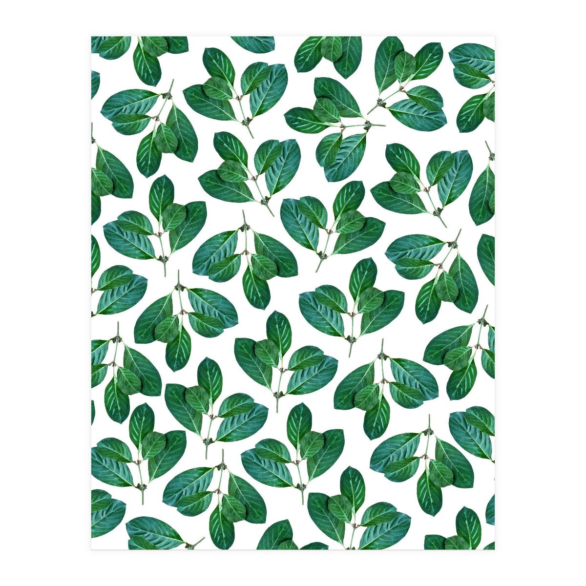 Lemon Leaf (Print Only)
