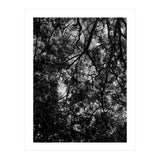 Tree From Below Black Silhouette (Print Only) thumbnail