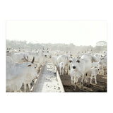 LIVING TOGETHER - WHITE COWS FAMILY (Print Only) thumbnail